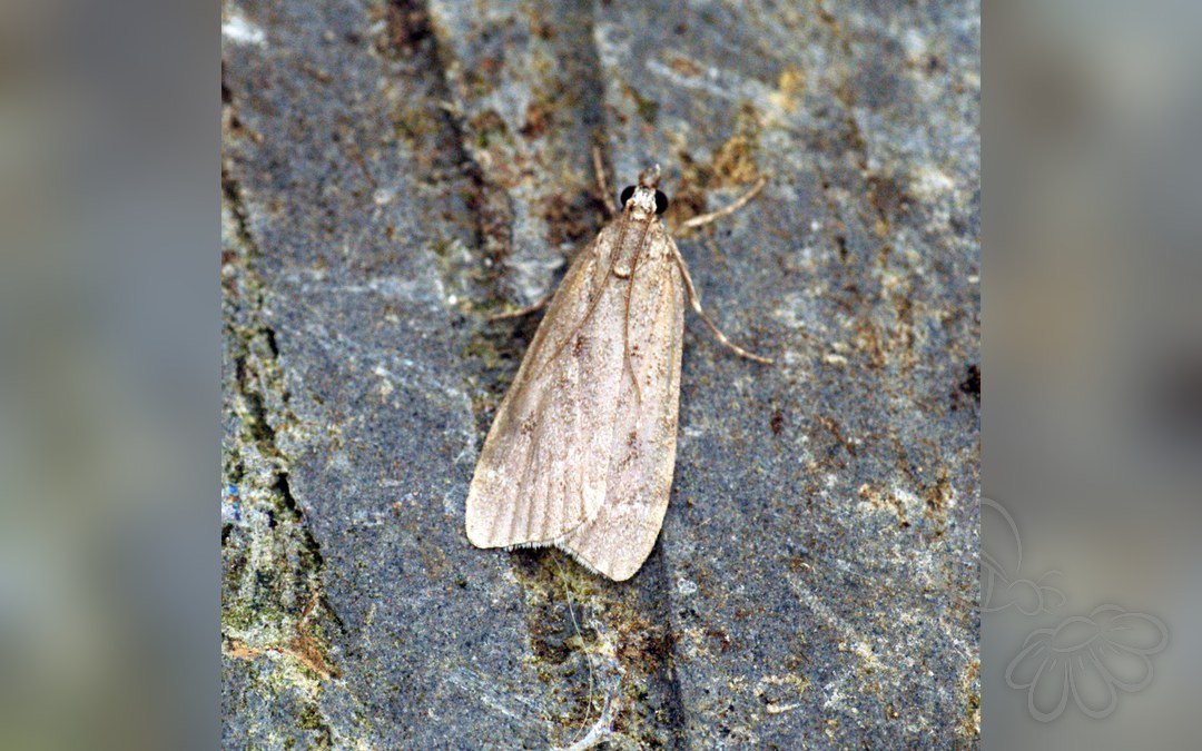 Scoparia subfusca