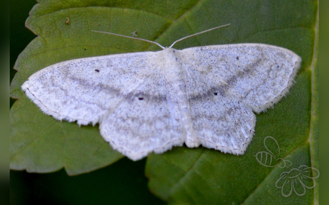 Her ses et billede af arten Spidshjørnet Duskmåler (Scopula nigropunctata). Fotoet er taget af Ragnar1904 og hentet fra Wikimedia Commons (CC BY-SA 4.0).