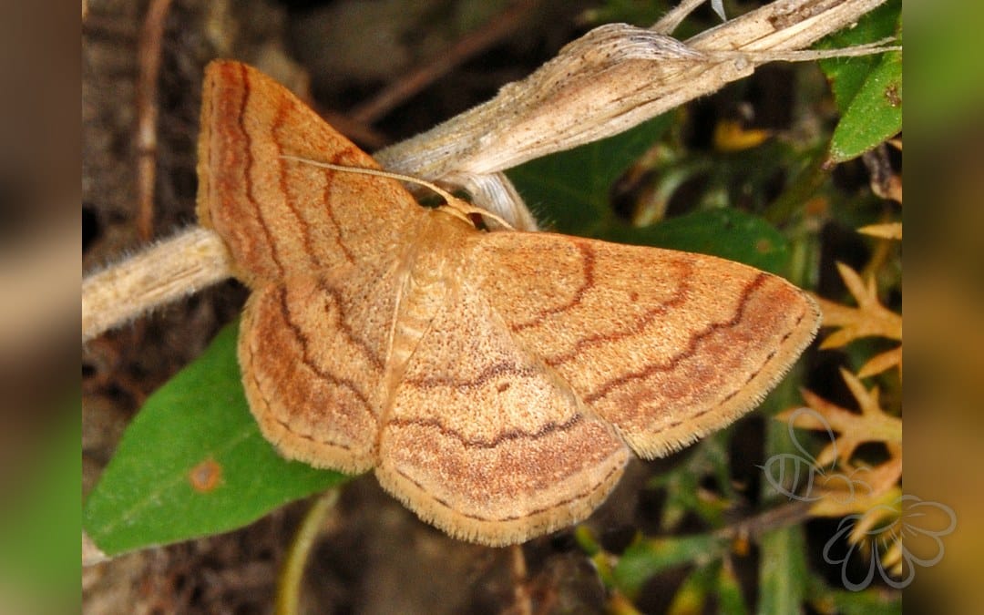 Her ses et billede af arten Violet Løvmåler (Scopula rubiginata). Fotoet er taget af Hectonichus og hentet fra Wikimedia Commons (CC BY-SA 4.0).