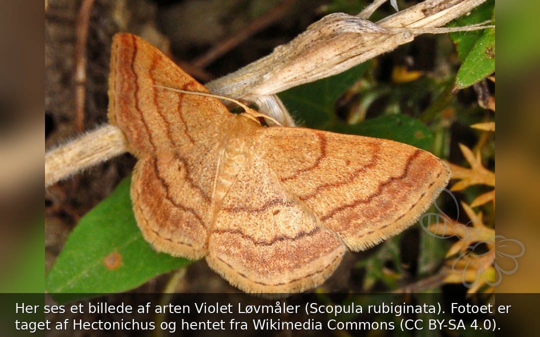 Her ses et billede af arten Violet Løvmåler (Scopula rubiginata). Fotoet er taget af Hectonichus og hentet fra Wikimedia Commons (CC BY-SA 4.0).