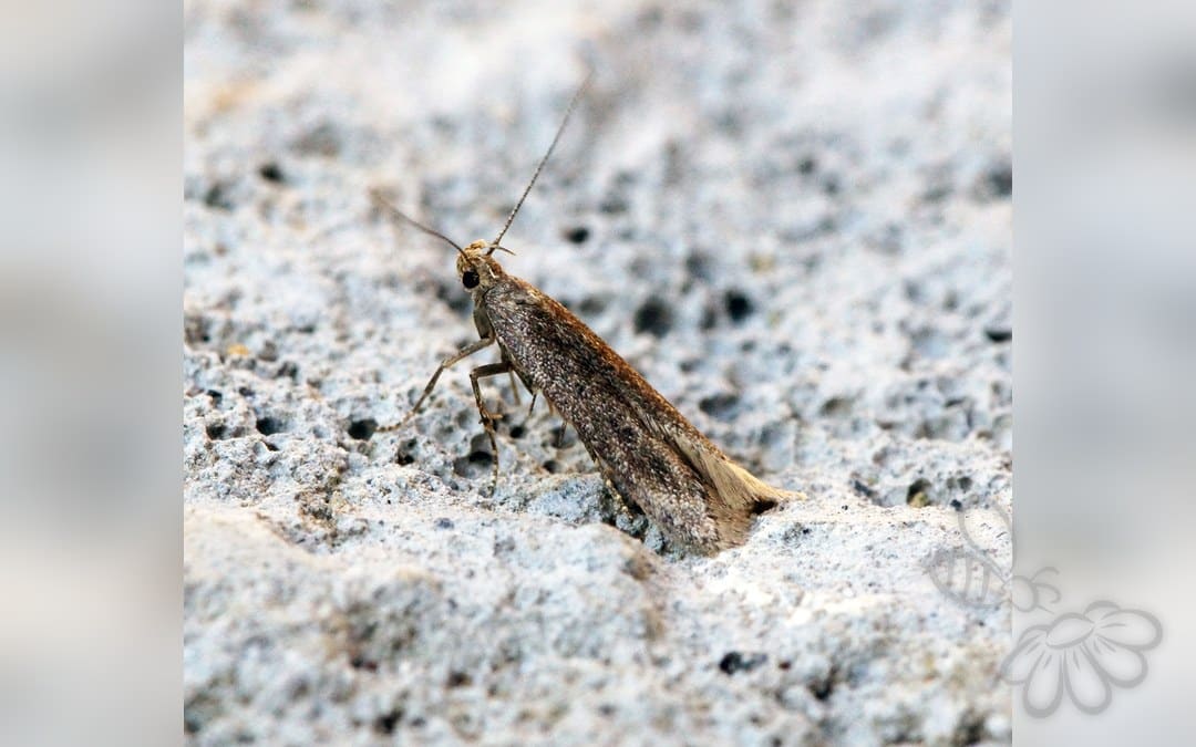 Scrobipalpa acuminatella