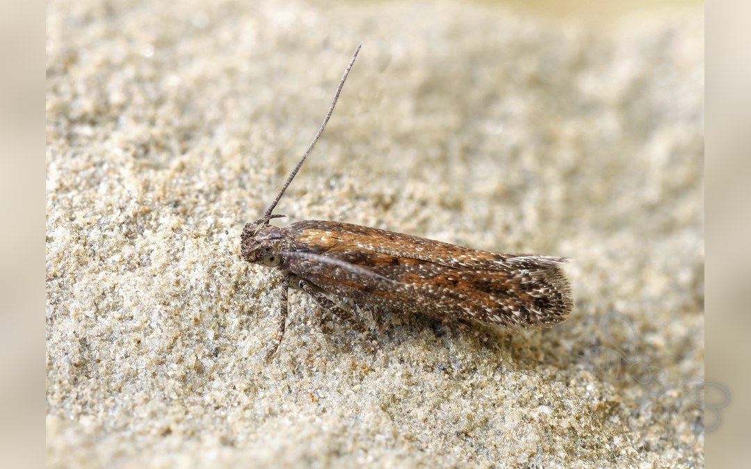Scrobipalpa artemisiella