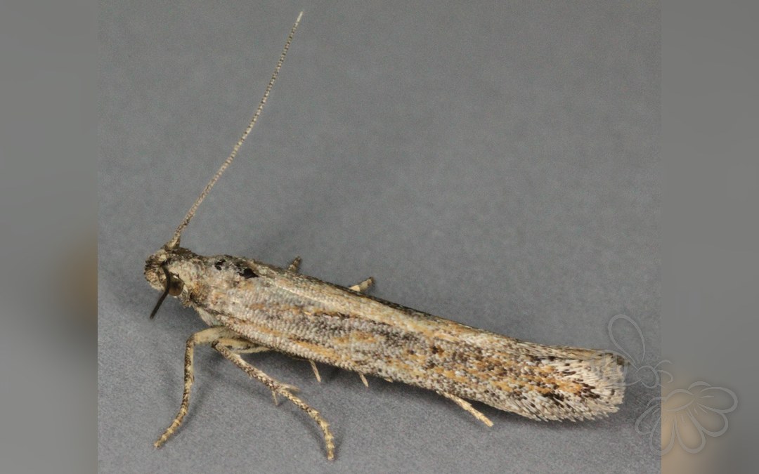 Scrobipalpa samadensis