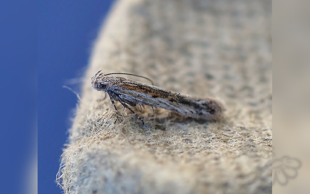 Her ses et billede af arten Scrobipalpula psilella. Fotoet er taget af Even Mjaaland og hentet fra GBIF (CC-BY-SA).