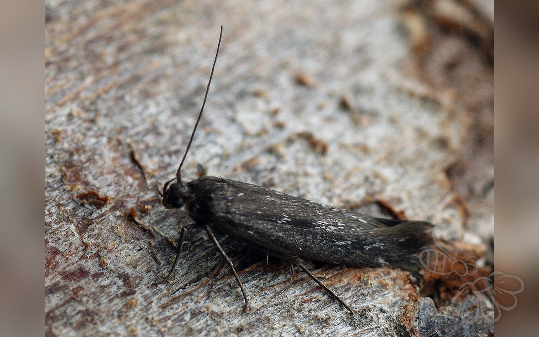 Scythris inspersella