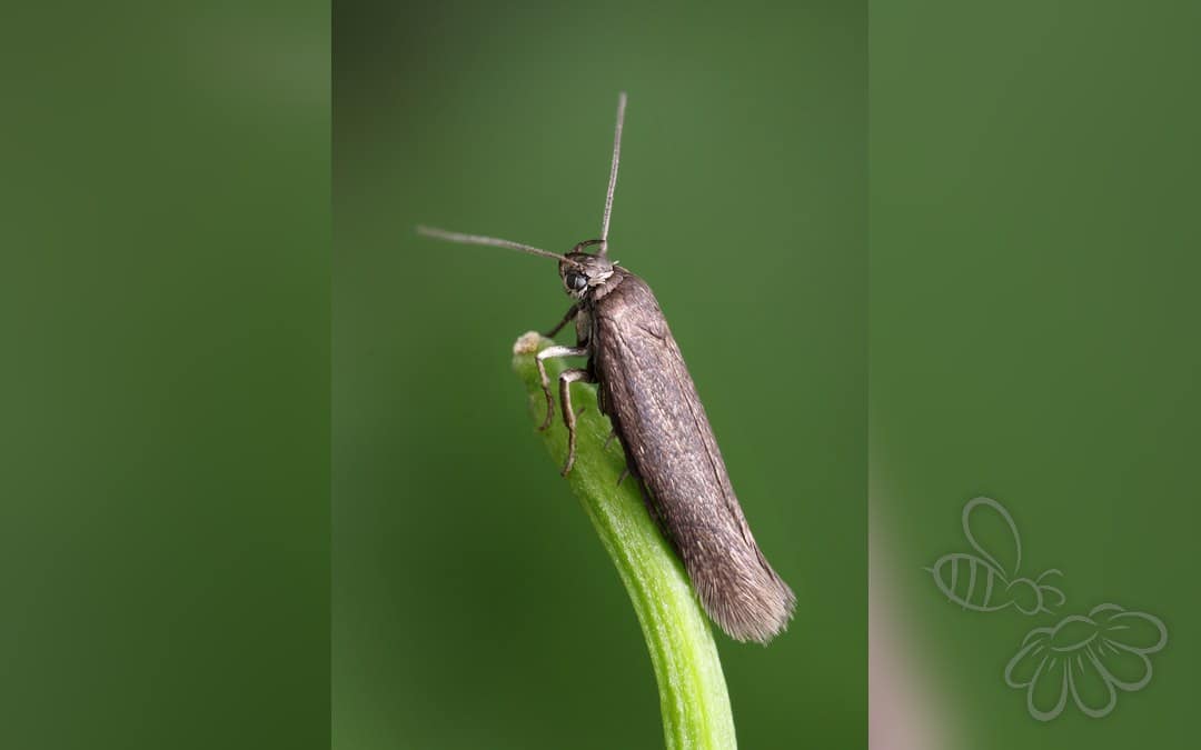 Scythris picaepennis