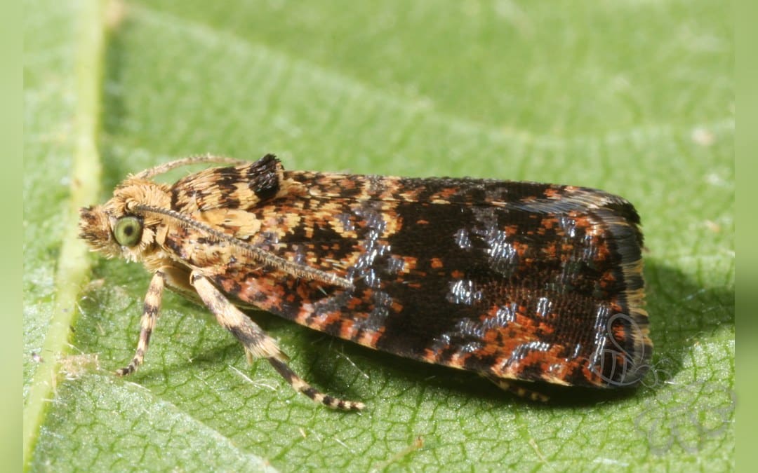 Skabiosevikler