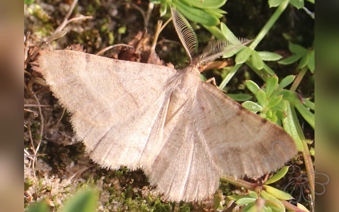 Klitmåler