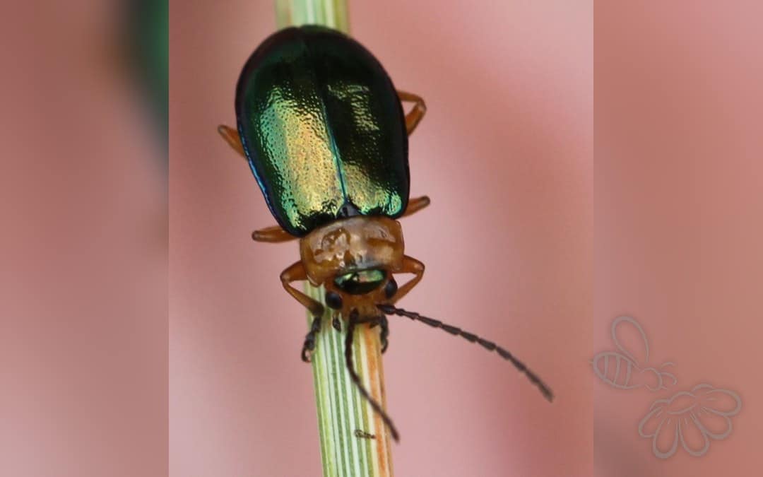 Sermylassa halensis