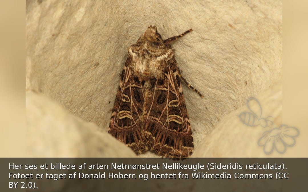 Netmønstret Nellikeugle