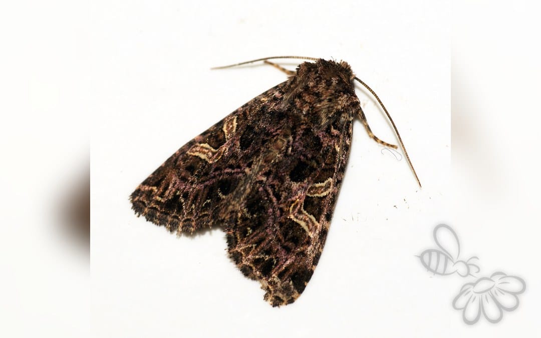 Her ses et billede af arten Violet Nellikeugle (Sideridis rivularis). Fotoet er taget af Ben Sale og hentet fra Wikimedia Commons (CC BY 2.0).