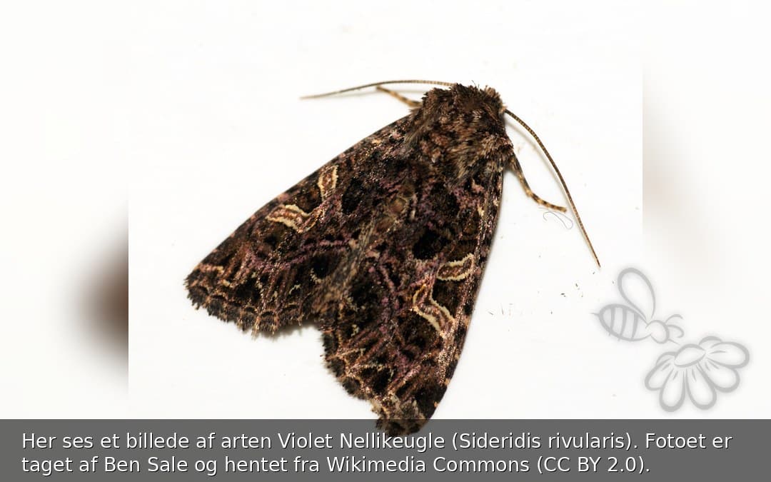 Violet Nellikeugle