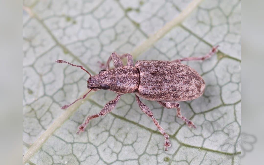 Her ses et billede af arten Sitona cylindricollis. Fotoet er taget af AfroBrazilian og hentet fra Wikimedia Commons (CC BY-SA 4.0).