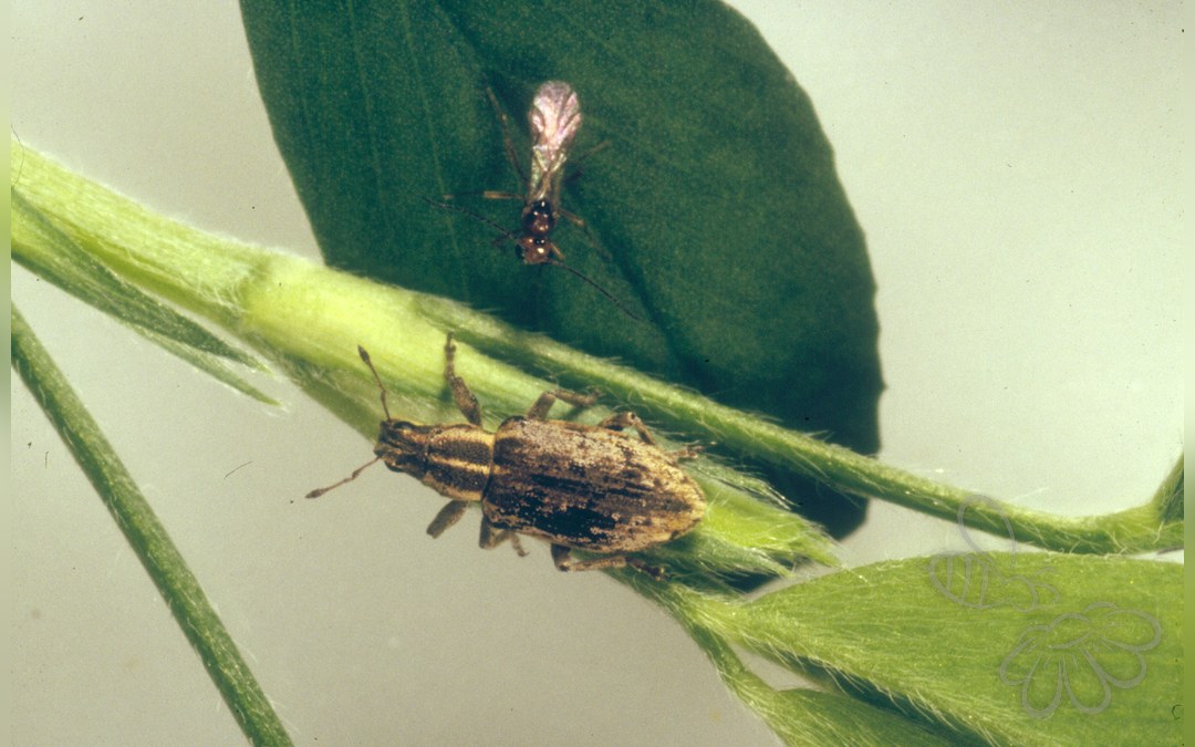 Sitona humeralis
