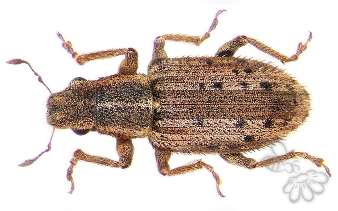 Her ses et billede af arten Sitona macularius. Fotoet er taget af Udo Schmidt og hentet fra Wikimedia Commons (CC BY-SA 2.0).