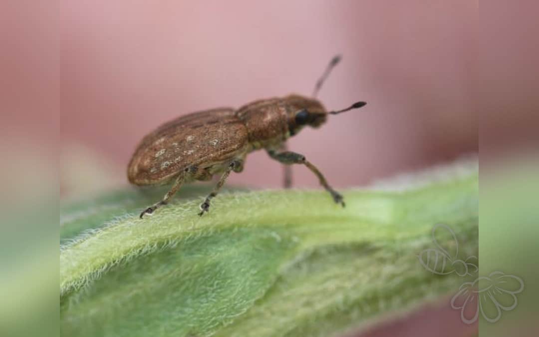 Her ses et billede af arten Stor Bladrandbille (Sitona puncticollis). Fotoet er taget af Slimguy og hentet fra Wikimedia Commons (CC BY 4.0).