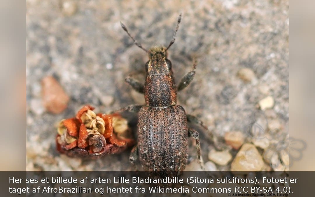 Her ses et billede af arten Lille Bladrandbille (Sitona sulcifrons). Fotoet er taget af AfroBrazilian og hentet fra Wikimedia Commons (CC BY-SA 4.0).