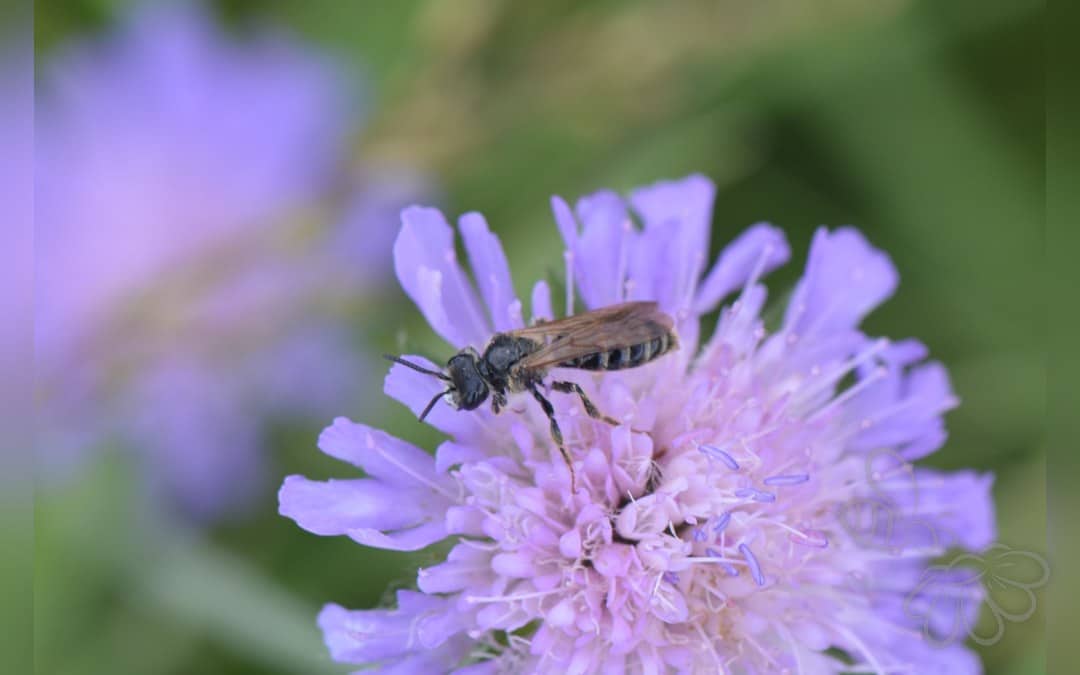 Her ses et billede af arten Sort Panserbi (Stelis phaeoptera). Fotoet er taget af Jean.claude og hentet fra Wikimedia Commons (CC BY-SA 4.0).
