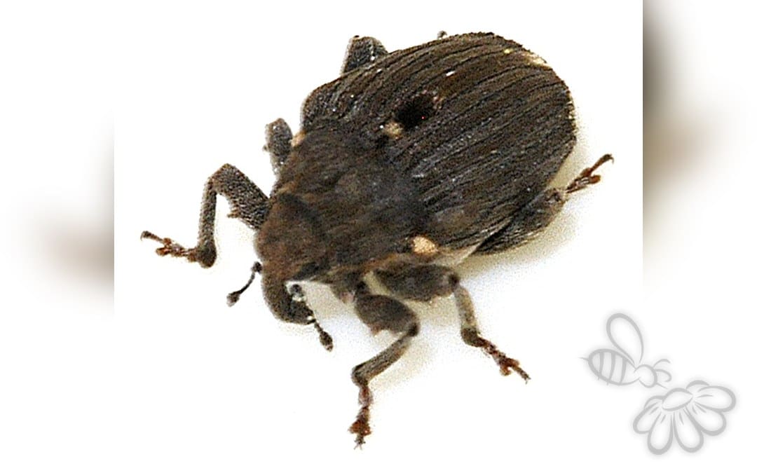 Stenocarus ruficornis