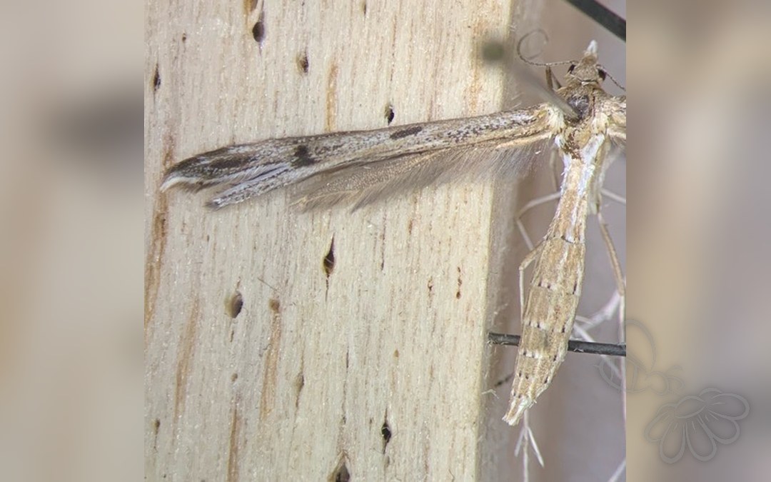 Stenoptilia pelidnodactyla