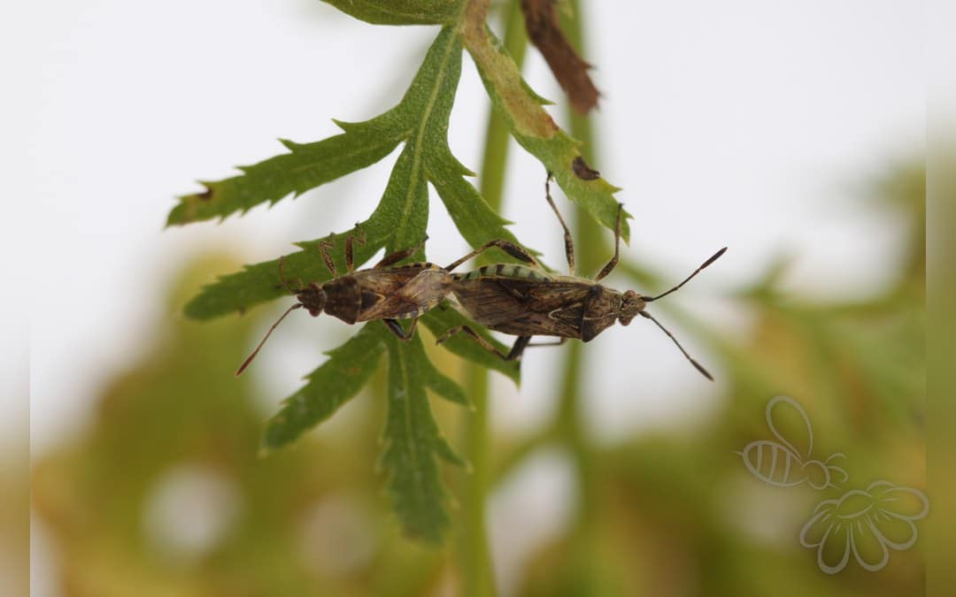 Stictopleurus punctatonervosus