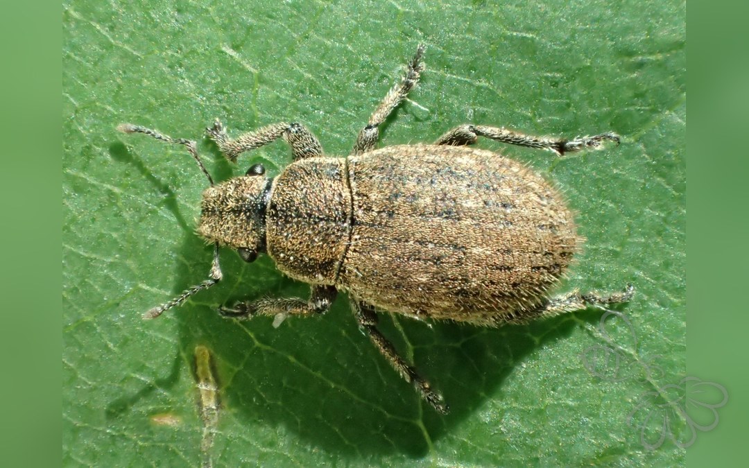 Her ses et billede af arten Strophosoma faber. Fotoet er taget af Tobias 67 og hentet fra Wikimedia Commons (CC BY-SA 4.0).