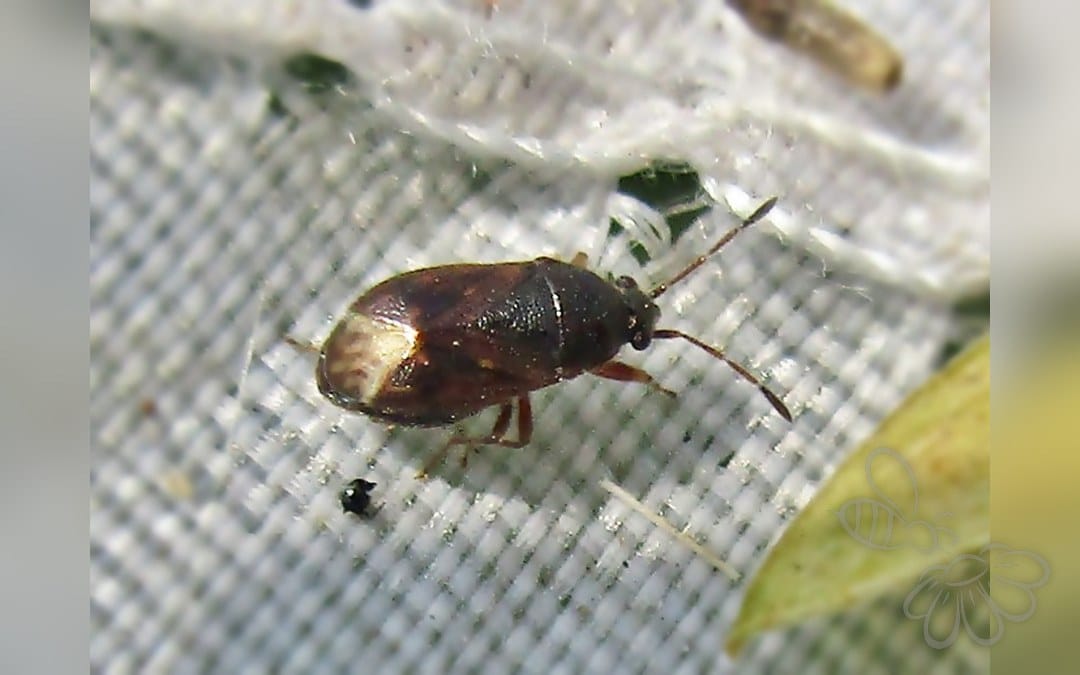 Her ses et billede af arten Brun Frøtæge (Stygnocoris sabulosus). Fotoet er taget af Bj.schoenmakers og hentet fra Wikimedia Commons (CC0).