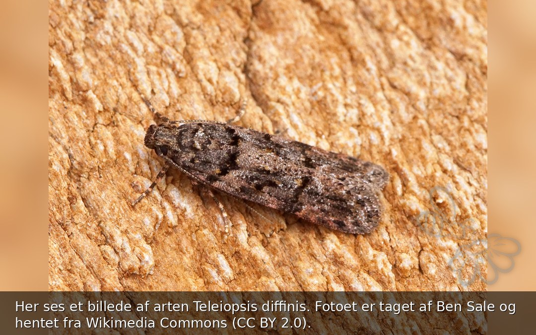 Teleiopsis diffinis