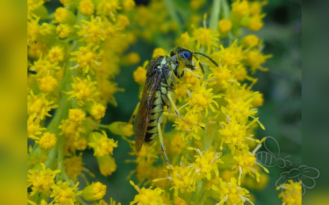 Tenthredo brevicornis