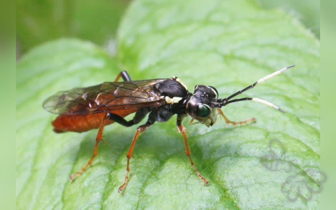 Her ses et billede af arten Tenthredo ferruginea. Fotoet er taget af Slimguy og hentet fra Wikimedia Commons (CC BY 4.0).