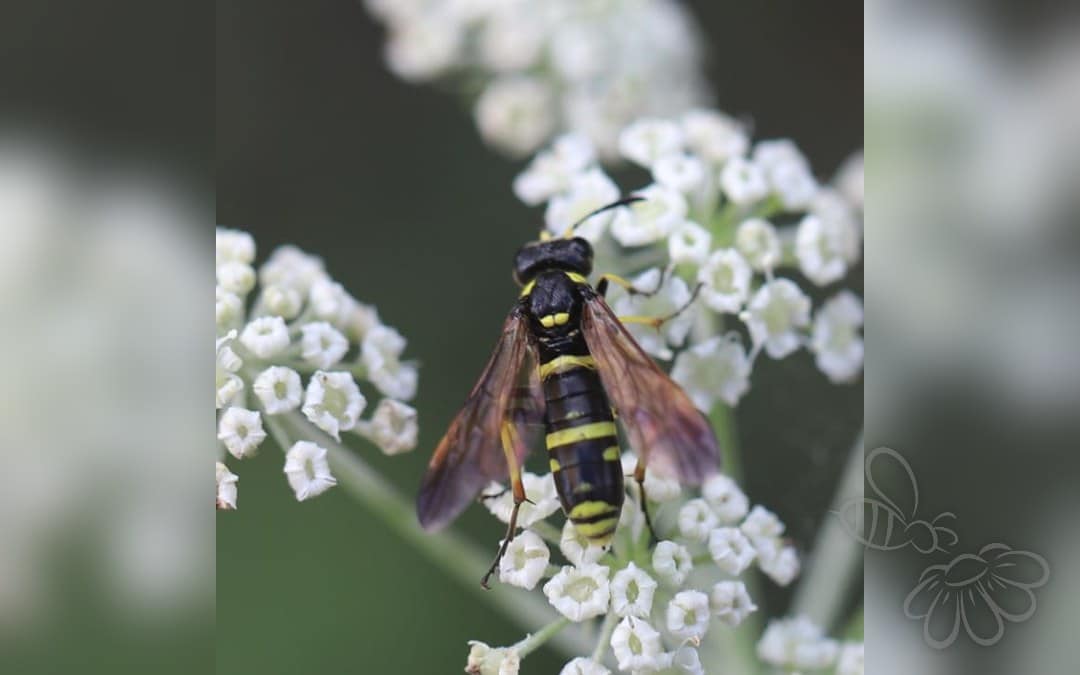Her ses et billede af arten Tenthredo marginella. Fotoet er taget af Slimguy og hentet fra Wikimedia Commons (CC BY 4.0).