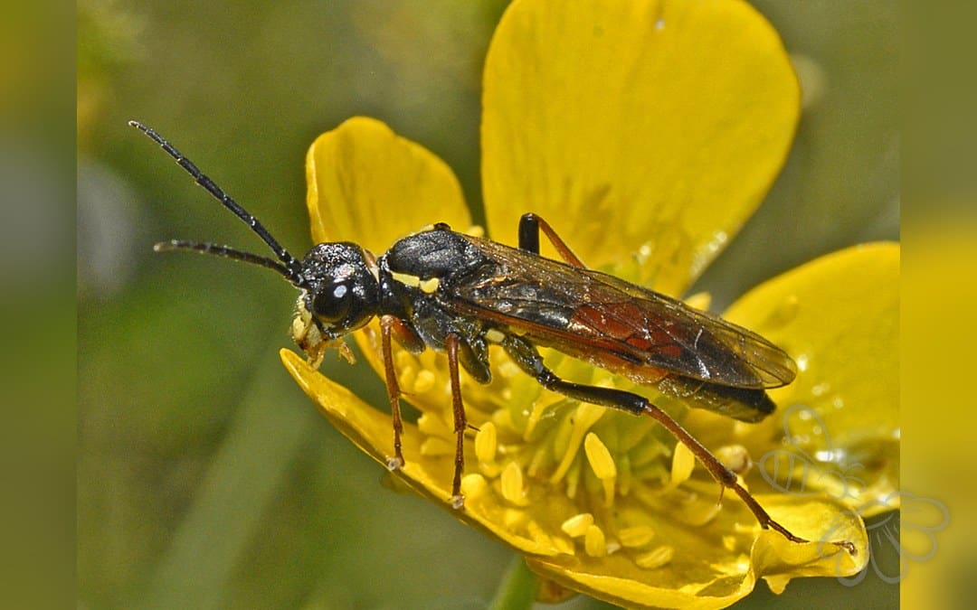 Tenthredo moniliata