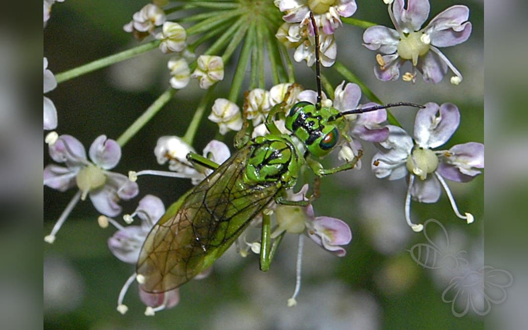 Her ses et billede af arten Tenthredo olivacea. Fotoet er taget af Hectonichus og hentet fra Wikimedia Commons (CC BY-SA 3.0).