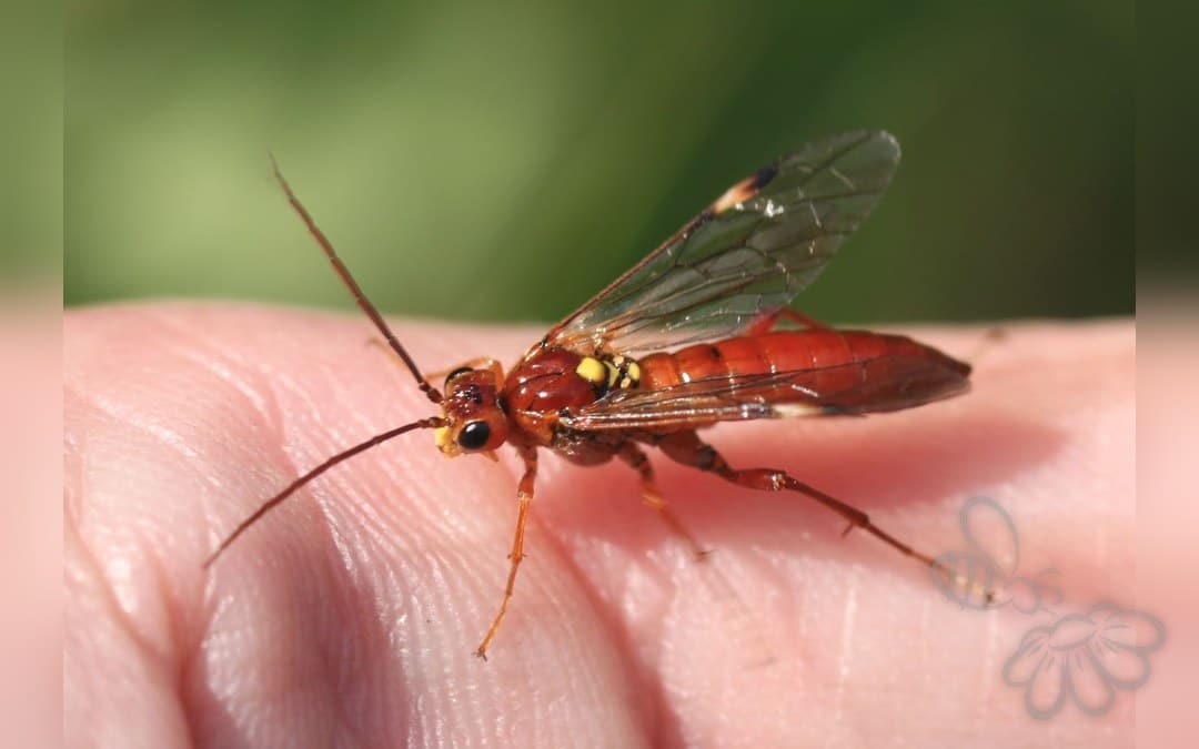 Tenthredopsis nassata