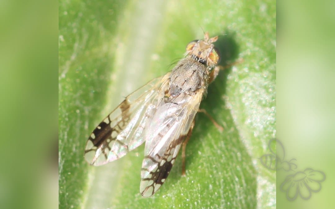 Her ses et billede af arten Tephritis cometa. Fotoet er taget af Slimguy og hentet fra Wikimedia Commons (CC BY 4.0).