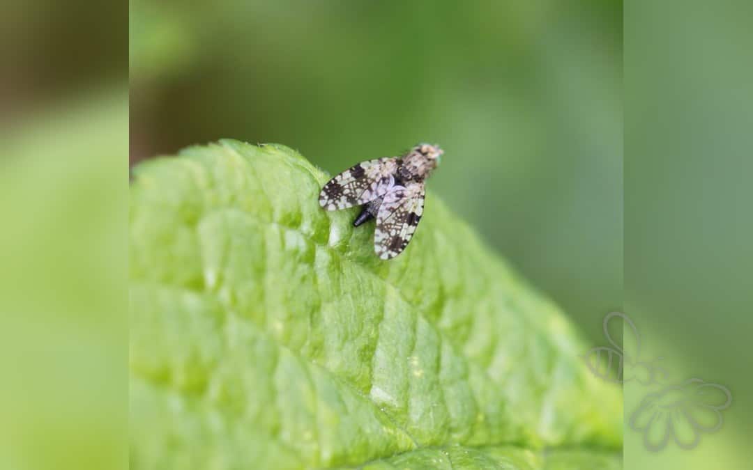 Tephritis ruralis