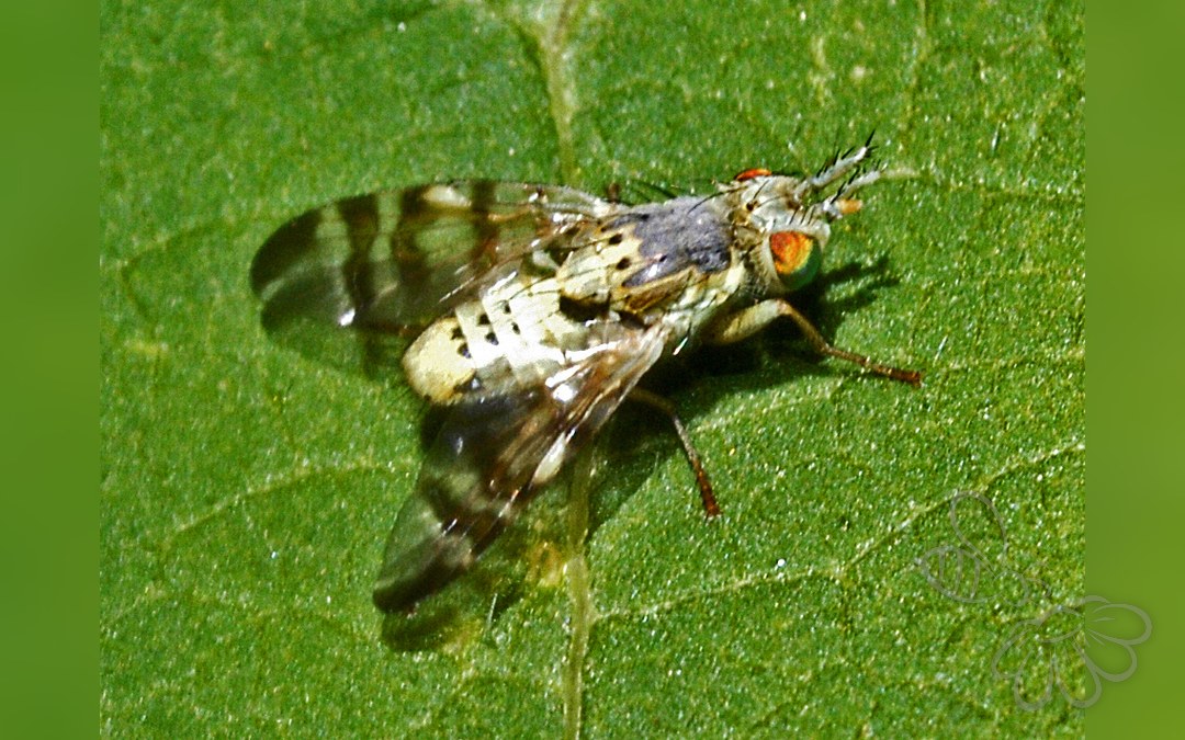 Her ses et billede af arten Terellia ceratocera. Fotoet er taget af Hectonichus og hentet fra Wikimedia Commons (CC BY-SA 4.0).