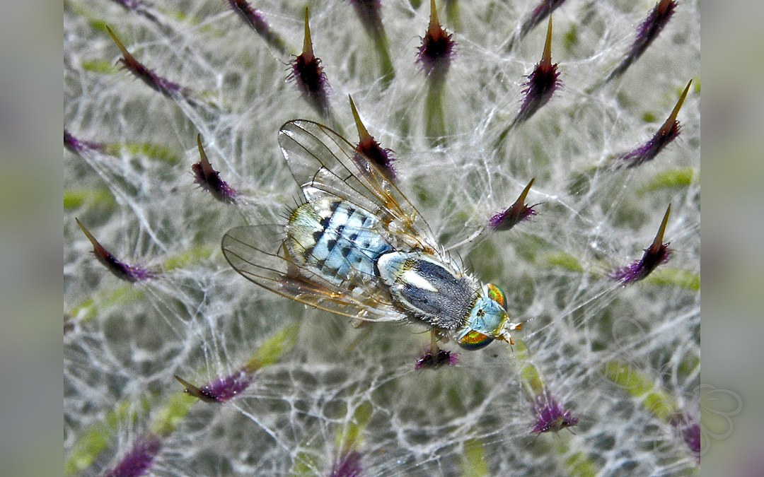 Her ses et billede af arten Terellia serratulae. Fotoet er taget af Hectonichus og hentet fra Wikimedia Commons (CC BY-SA 3.0).
