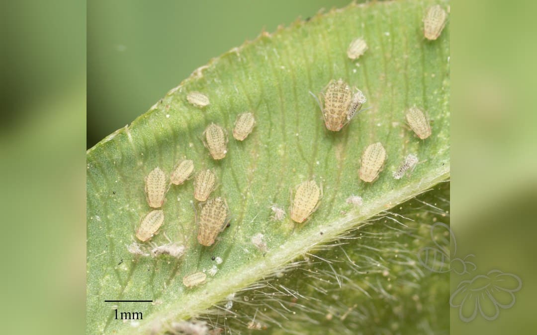 Lucernebladlus