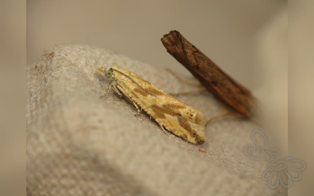 Citrongul Vikler