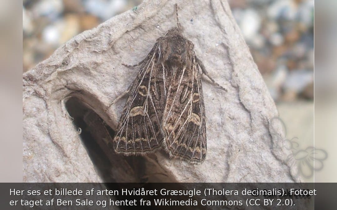Hvidåret Græsugle