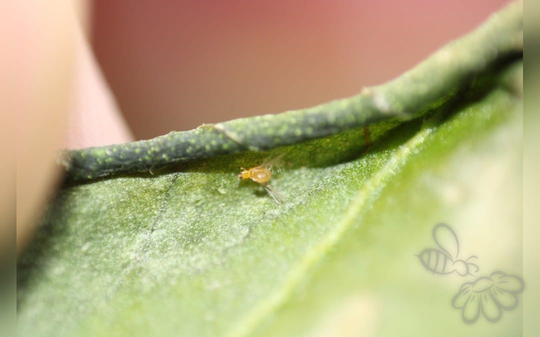 Thrips major