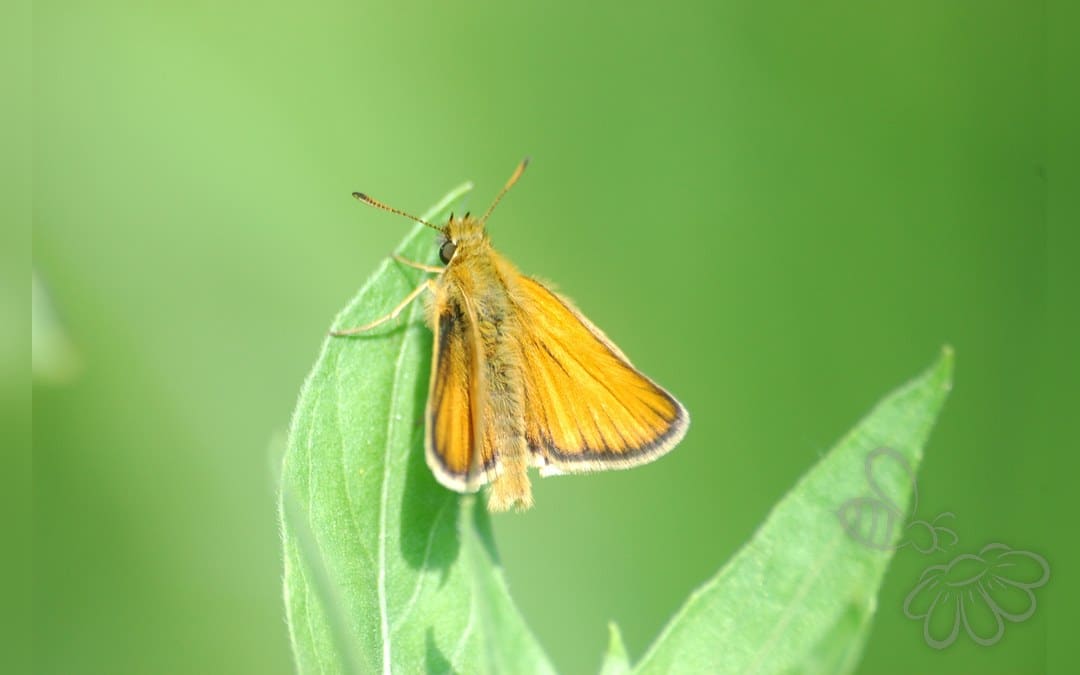 Her ses et billede af arten Stregbredpande (Thymelicus lineola). Fotoet er taget af Vera Buhl og hentet fra Wikimedia Commons (CC BY-SA 3.0).