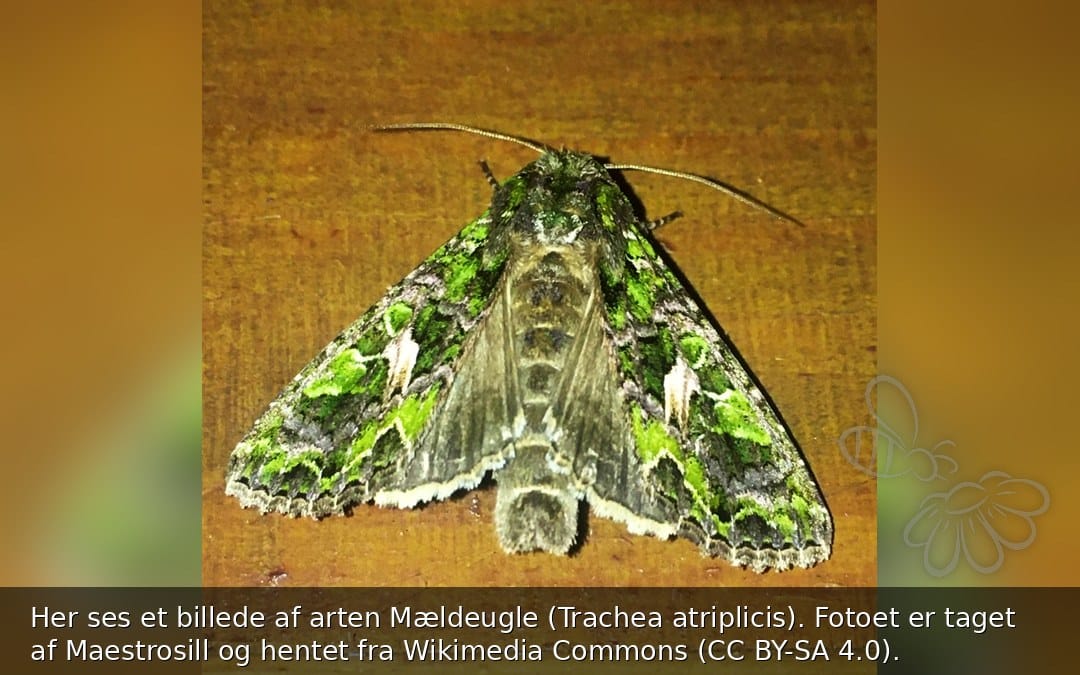 Mældeugle