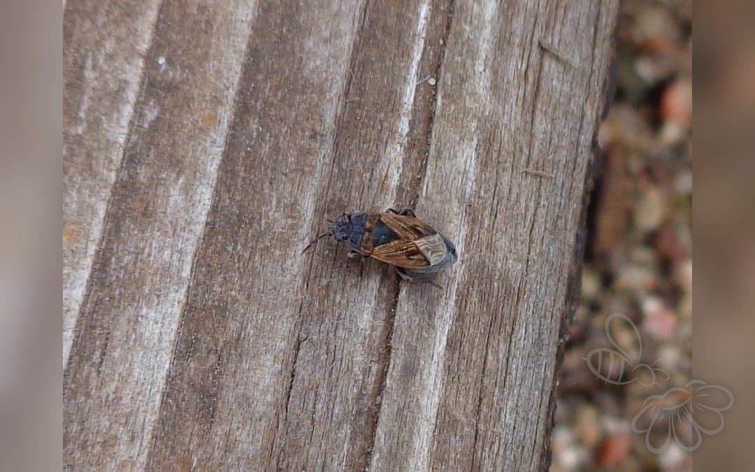 Her ses et billede af arten Tidlig Ovalfrøtæge (Trapezonotus arenarius). Fotoet er taget af AfroBrazilian og hentet fra Wikimedia Commons (CC BY-SA 3.0).