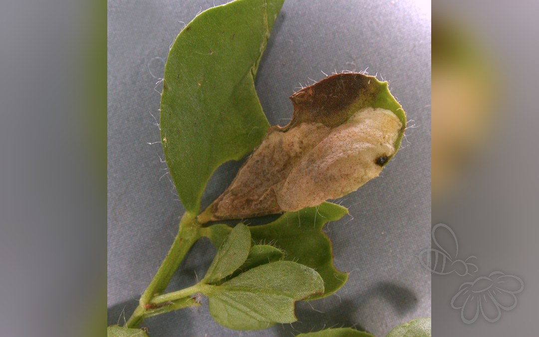 Trifurcula cryptella