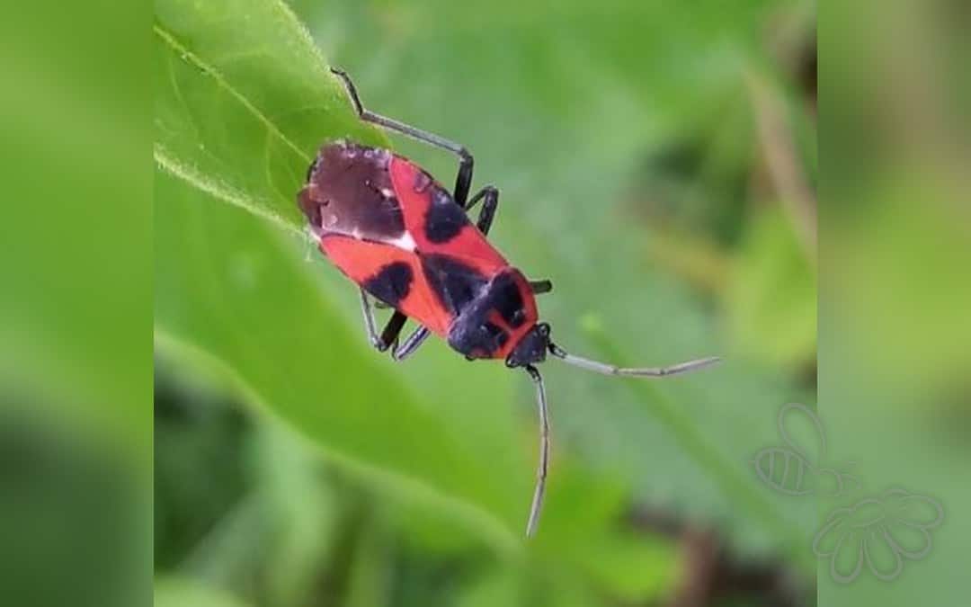 Tropidothorax leucopterus