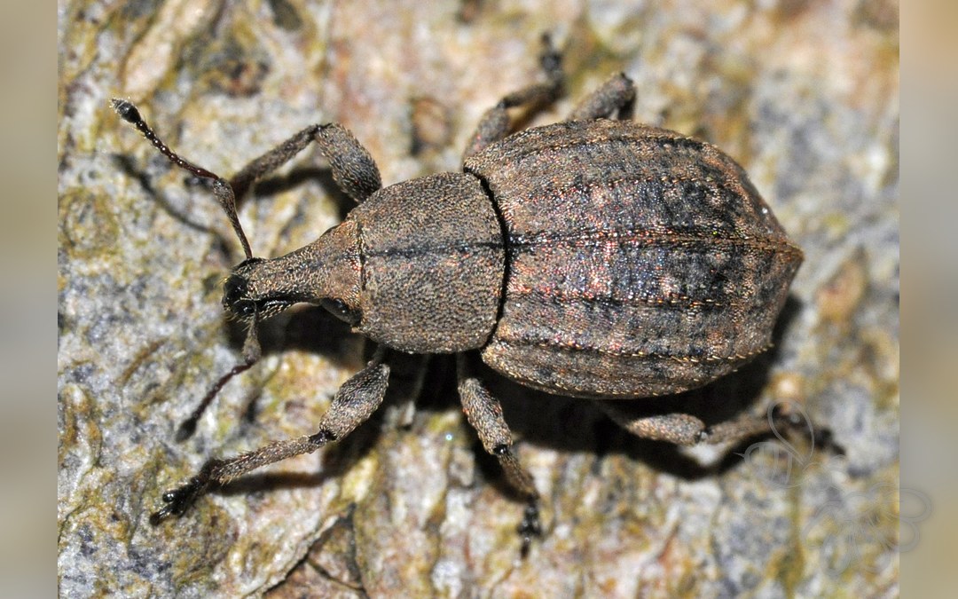 Tropiphorus elevatus