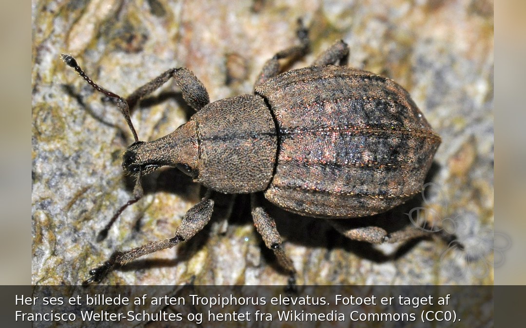 Tropiphorus elevatus
