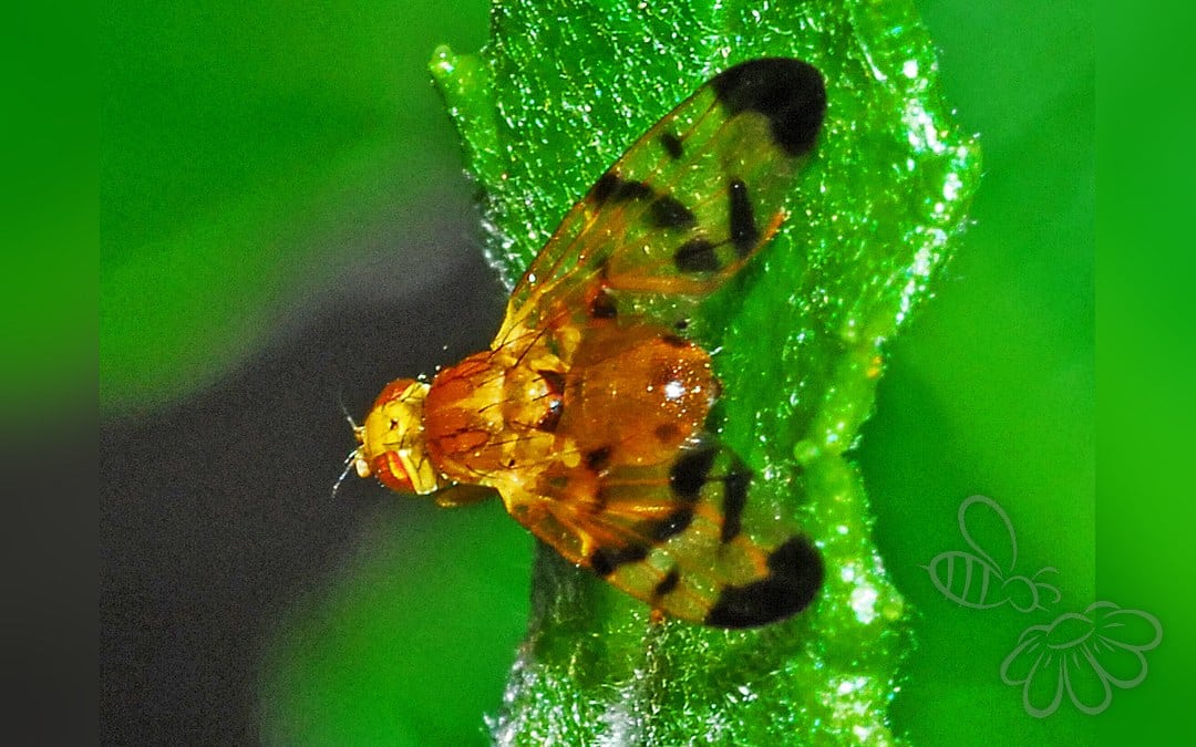 Trypeta immaculata